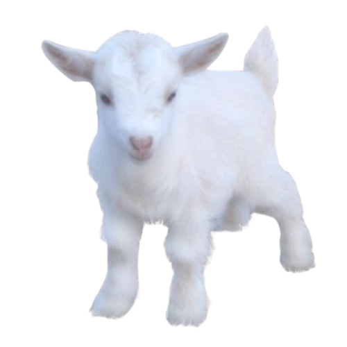 gothcock